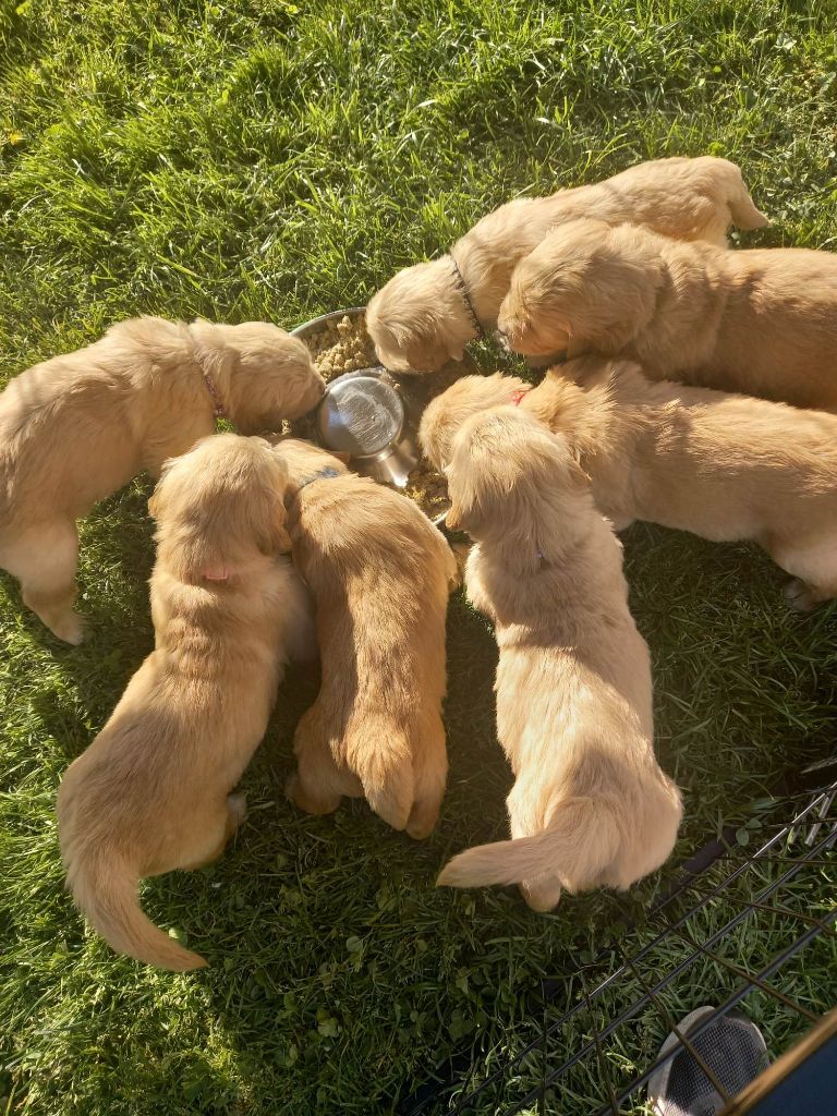 chiot Golden Retriever A Star Is Born