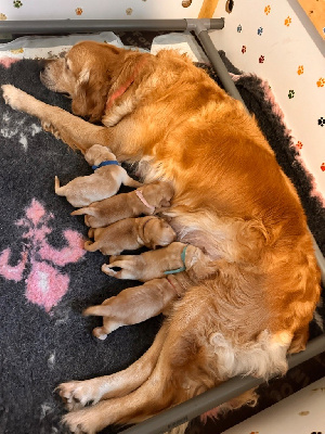 A Star Is Born - Golden Retriever - Portée née le 16/10/2024