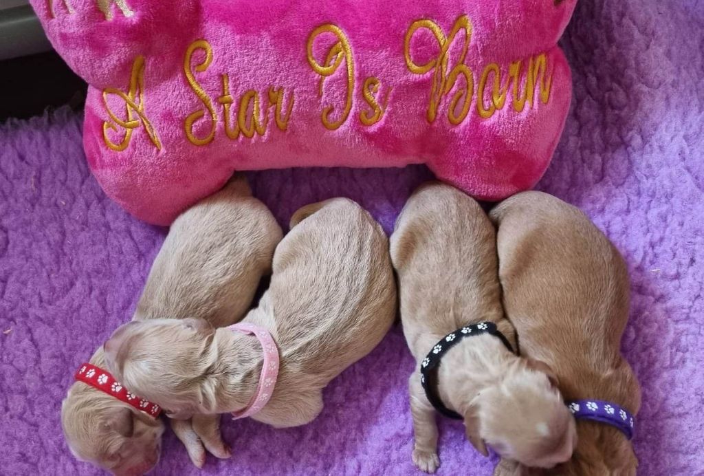 chiot Golden Retriever A Star Is Born