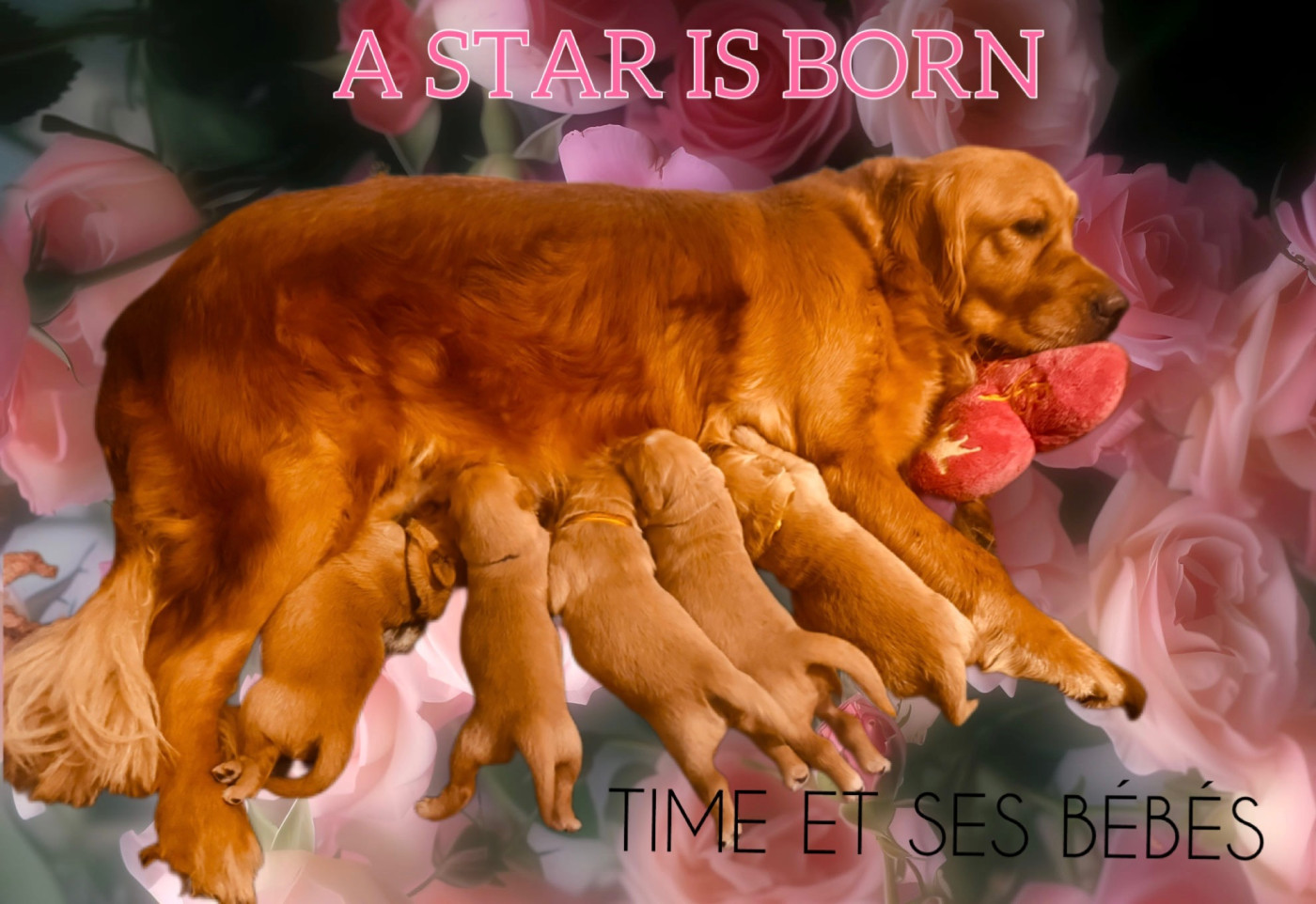 A Star Is Born - Golden Retriever - Portée née le 02/02/2026