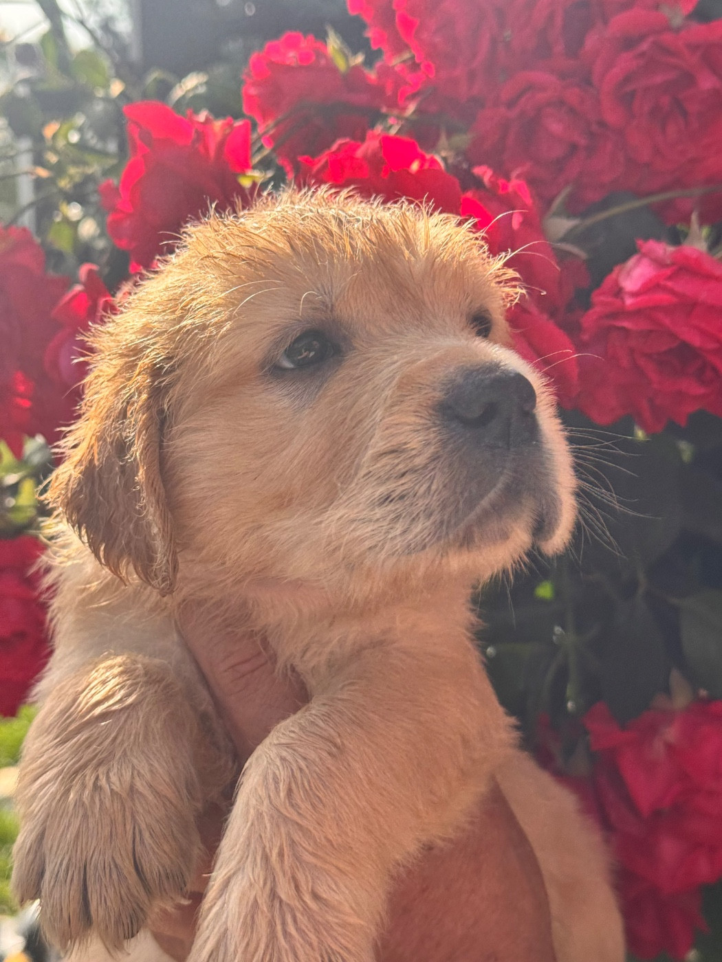 A Star Is Born - Chiots disponibles - Golden Retriever